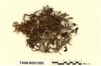 藏品(毛苔屬)的圖片